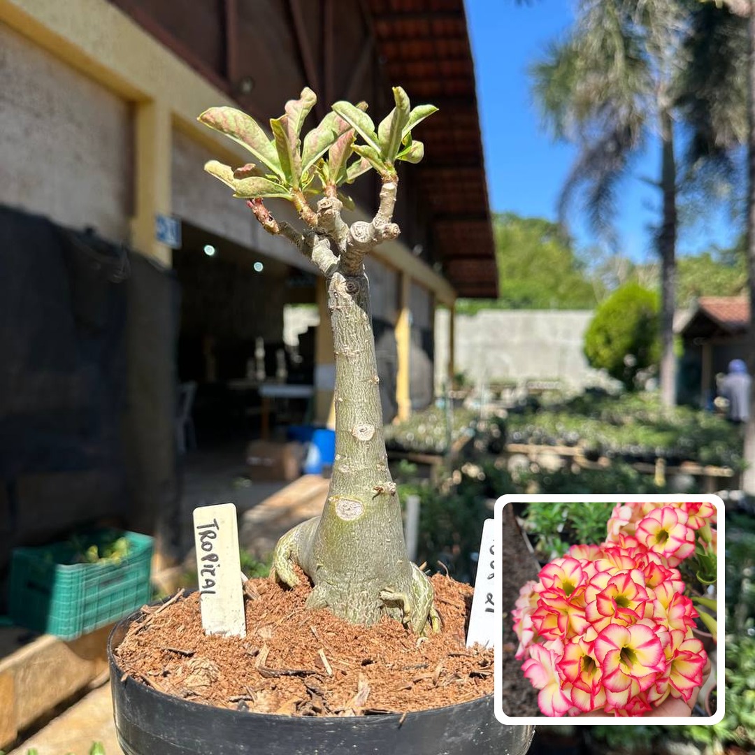 1308 21 Rosa do Deserto Tropical (Leilão)