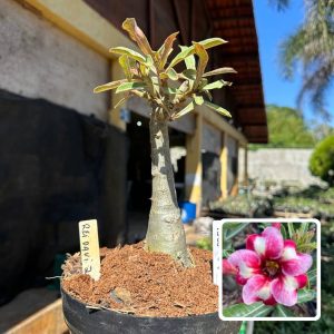 1308 26 Rosa do Deserto Rei Davi (Leilão)