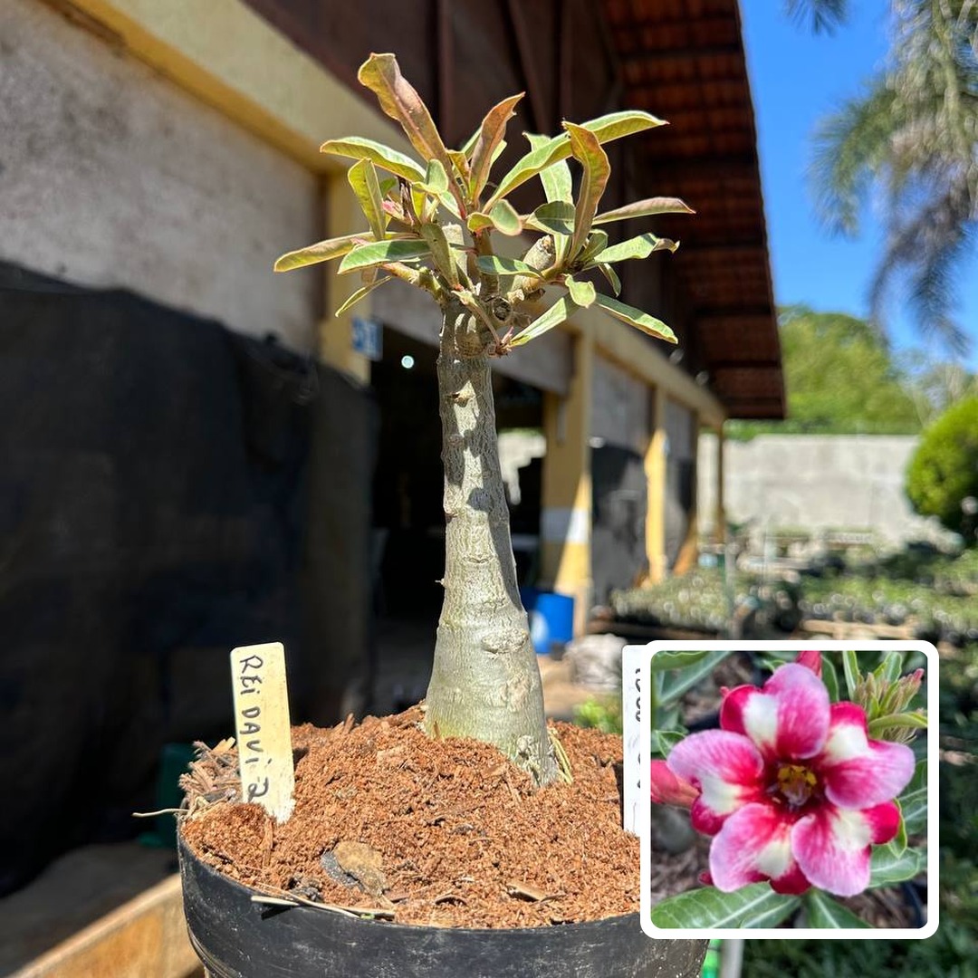 1308 26 Rosa do Deserto Rei Davi (Leilão)