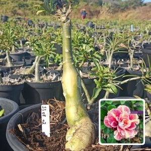 1308 28 Rosa do Deserto Sicília (Leilão)