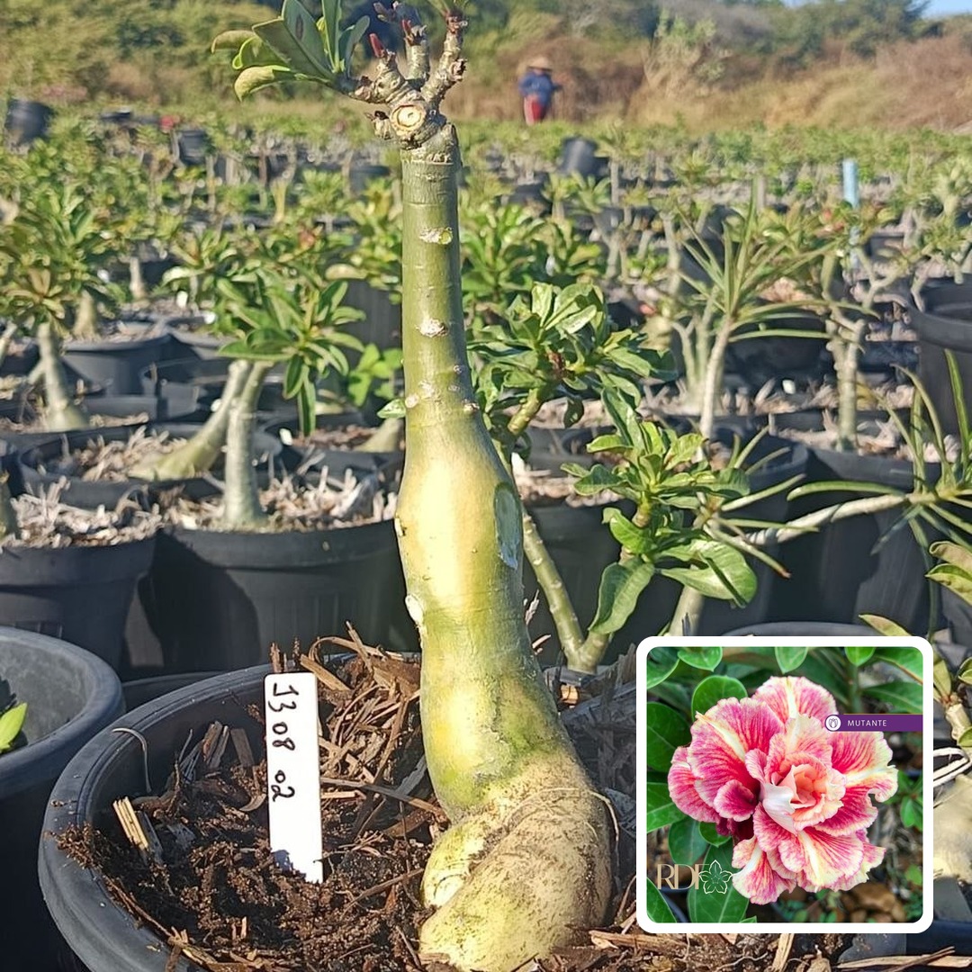 1308 28 Rosa do Deserto Sicília (Leilão)