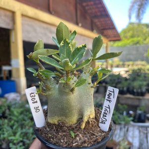 1308 30 Arabicum Tank Tigrada F3