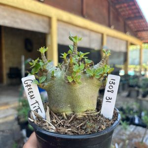 1308 31 Arabicum Green Titã F3