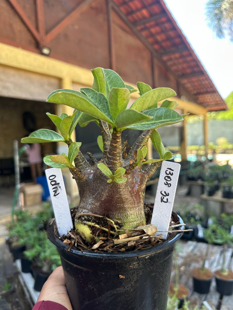 1308 32 Arabicum Odin F3