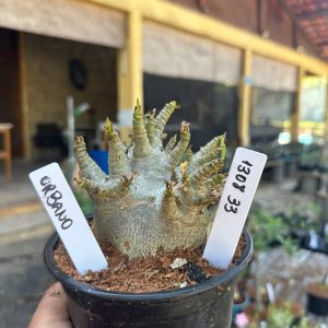 1308 33 Arabicum Urbano F3