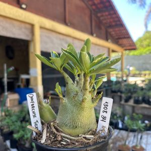 1308 34 Arabicum Dhofarense Tigrada F3