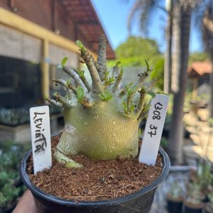 1308 37 Arabicum Leviatã F3