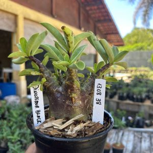 1308 38 Arabicum Dinossaur Black F3