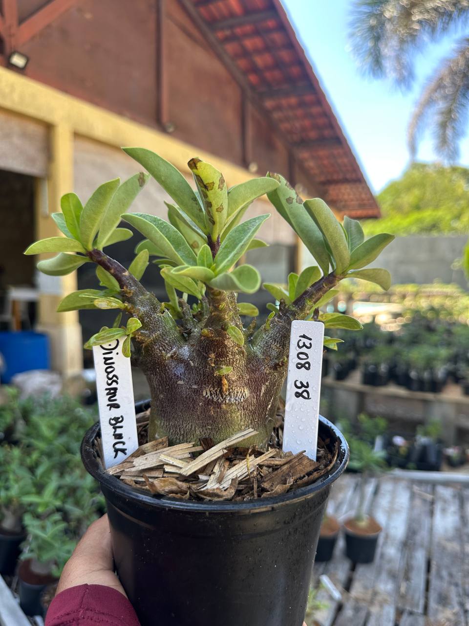 1308 38 Arabicum Dinossaur Black F3