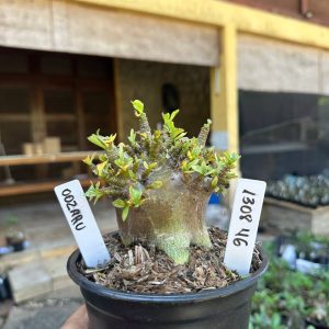 1308 46 Arabicum Oozaru F3