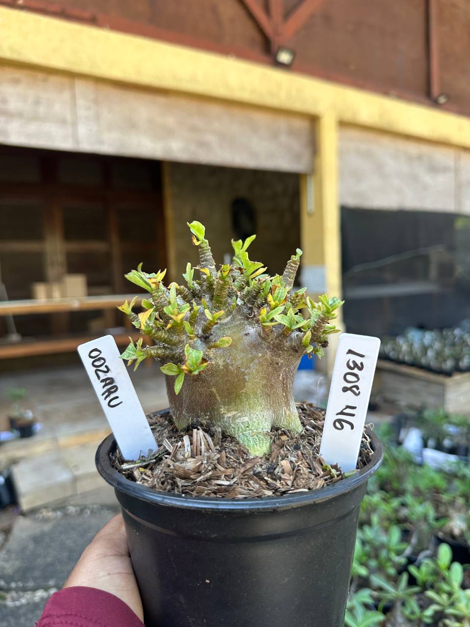 1308 46 Arabicum Oozaru F3