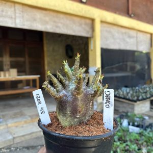 1308 48 Arabicum Drako F3