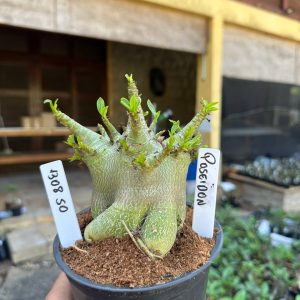 1308 50 Arabicum Poseidon F3