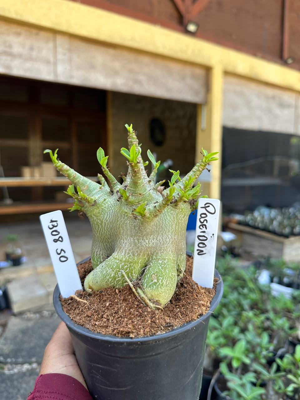 1308 50 Arabicum Poseidon F3