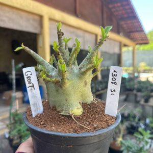 1308 51 Arabicum Groot F3