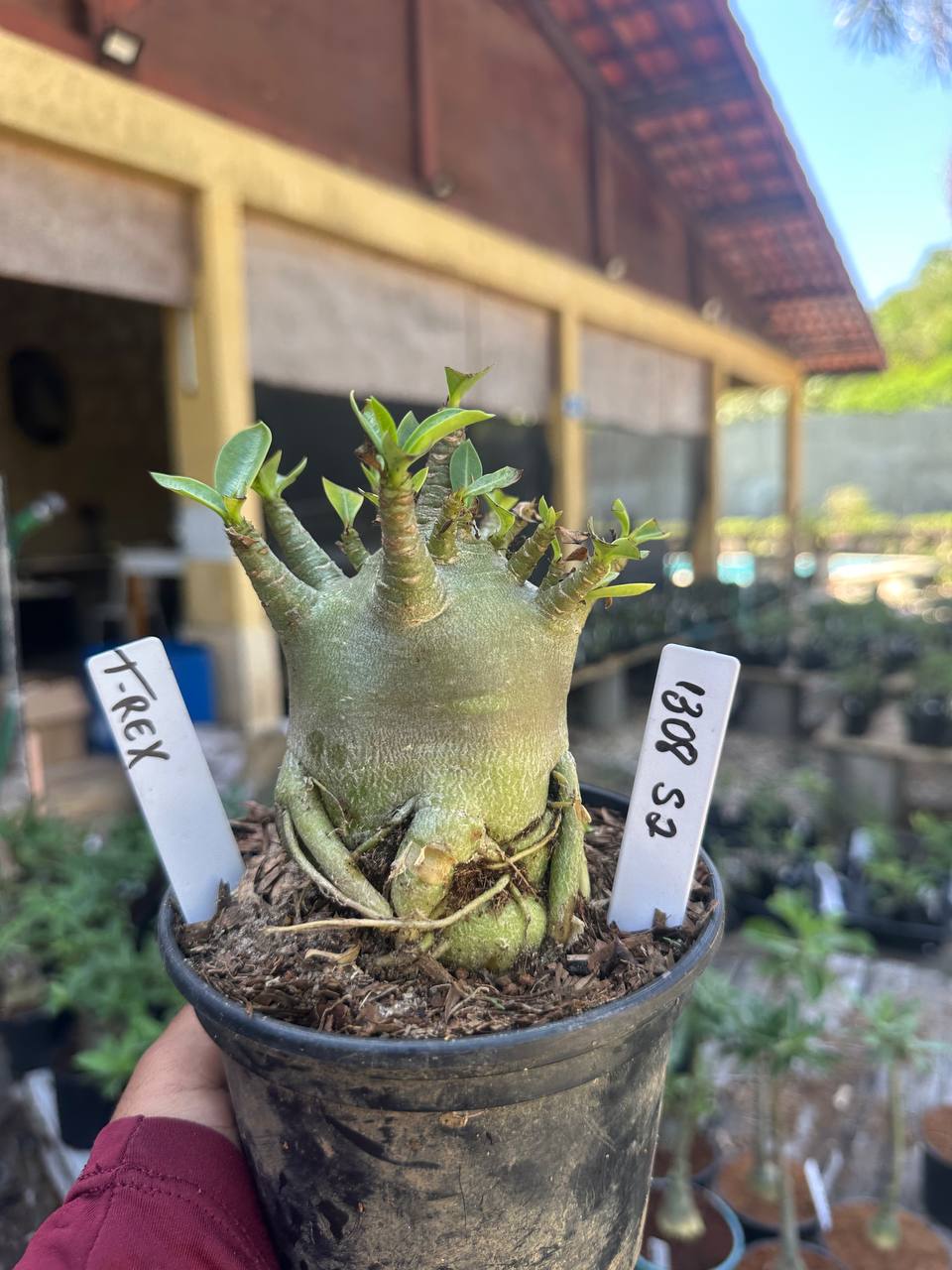 1308 52 Arabicum T-Rex F3