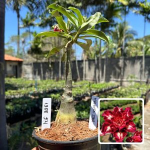 1308 54 Rosa do Deserto Magenta Star