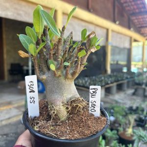 1308 55 Arabicum PBN soco F3