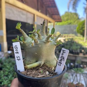 1308 57 Arabicum Minotauro F3