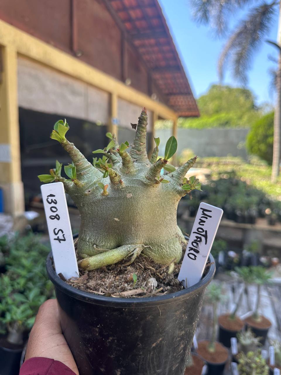 1308 57 Arabicum Minotauro F3