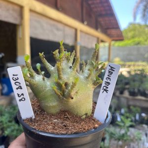 1308 58 Arabicum Maverick F3