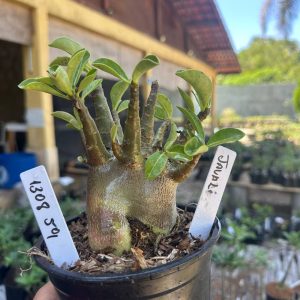 1308 59 Arabicum Javali F3