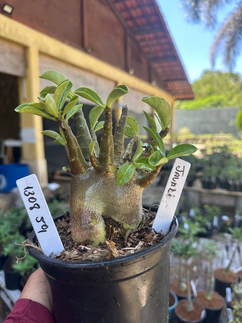 1308 59 Arabicum Javali F3