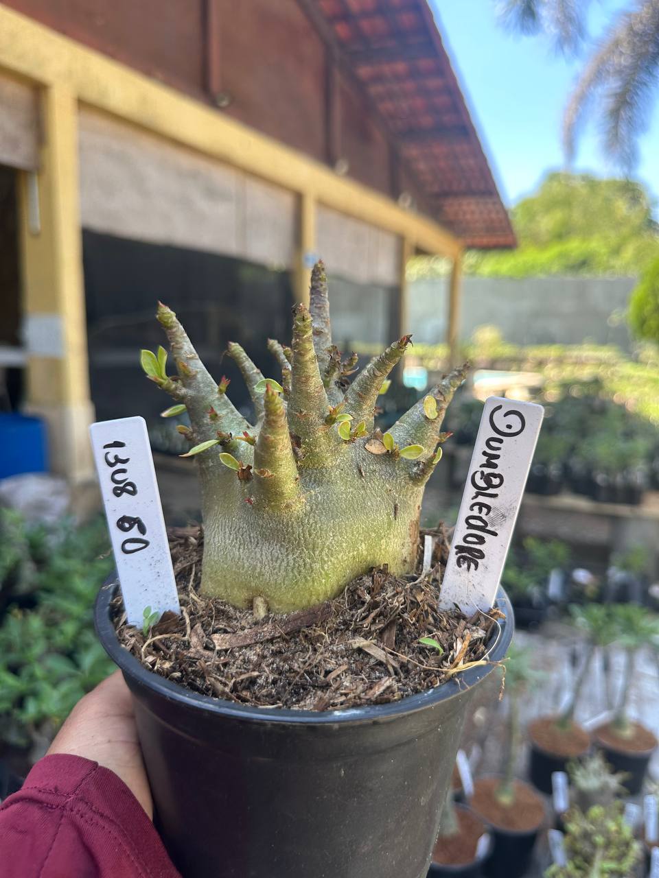 1308 60 Arabicum Dumbledore F3