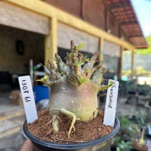 1308 61 Arabicum Dinossaur F3