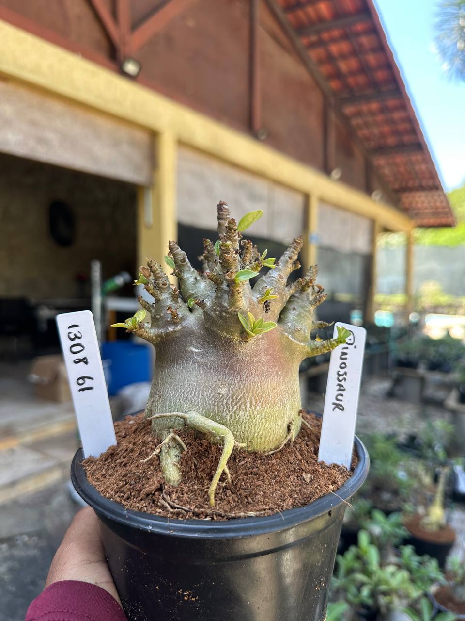 1308 61 Arabicum Dinossaur F3