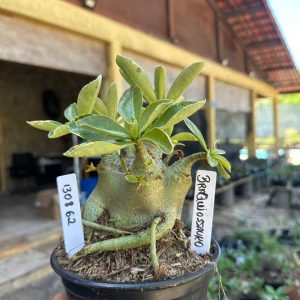 1308 62 Arabicum Braquiossauro F3
