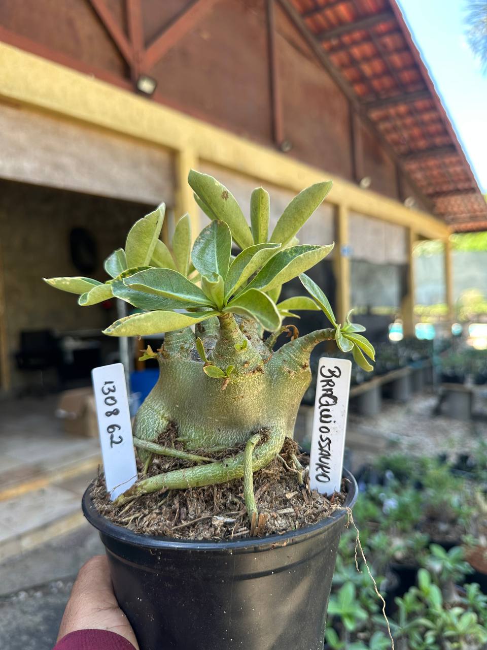 1308 62 Arabicum Braquiossauro F3
