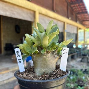 1308 64 Arabicum Nix F3
