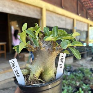 1308 67 Arabicum Thaí Soco F3