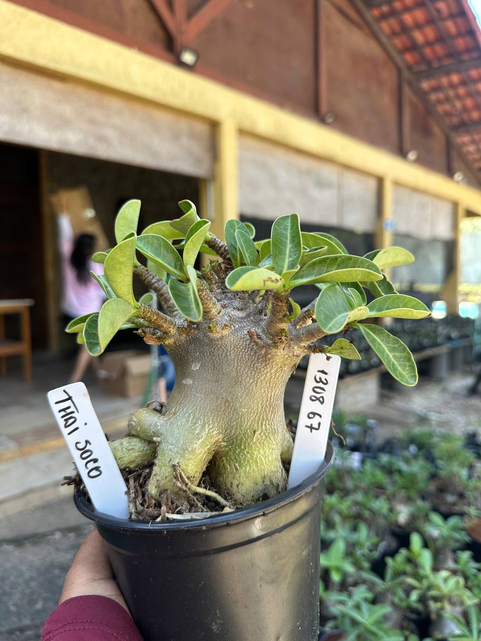 1308 67 Arabicum Thaí Soco F3