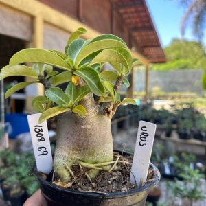 1308 69 Arabicum Urus F3