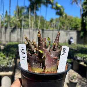 1308 71 Arabicum Odin F3