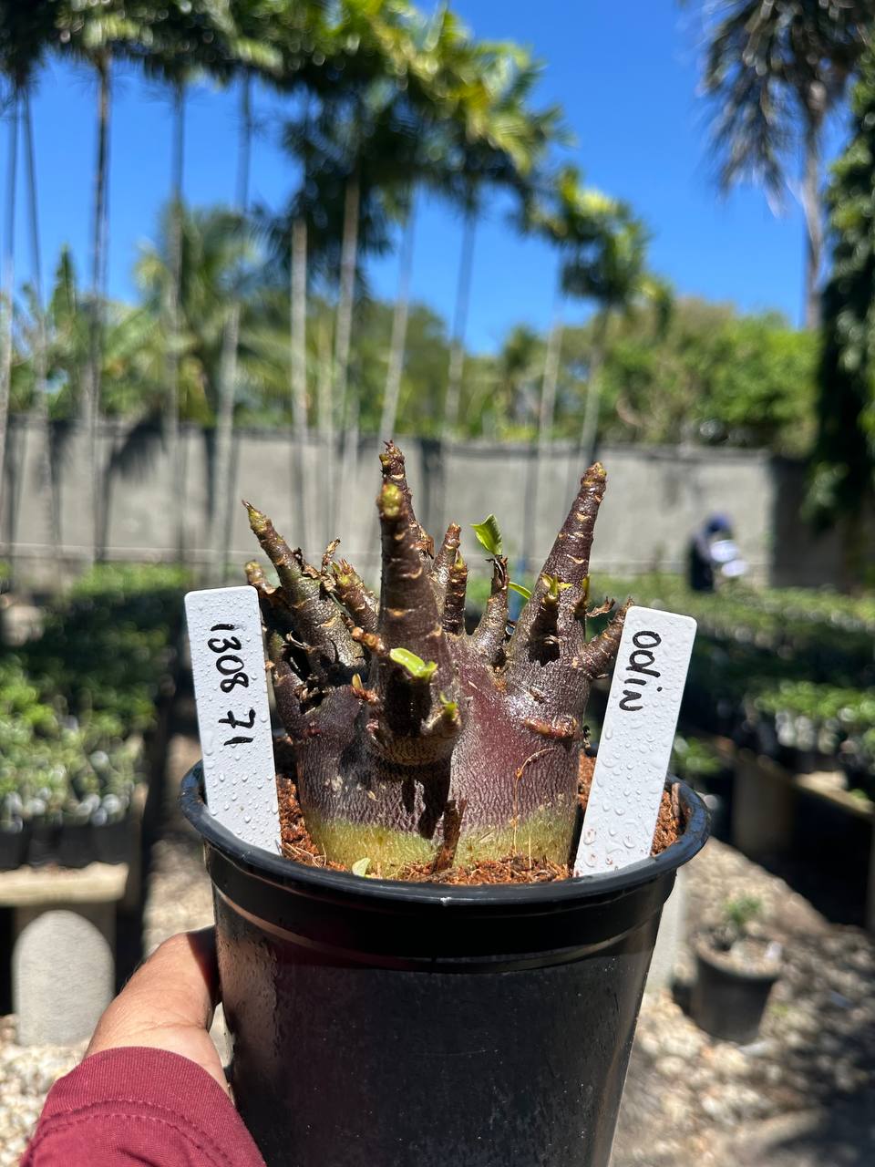 1308 71 Arabicum Odin F3