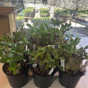 1408 01 Arabicum Kit Arabicum F3