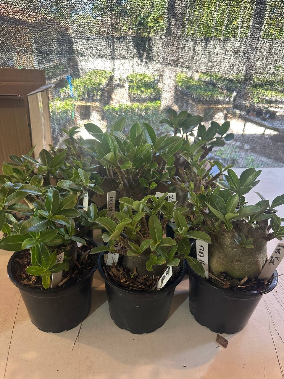 1408 01 Arabicum Kit Arabicum F3