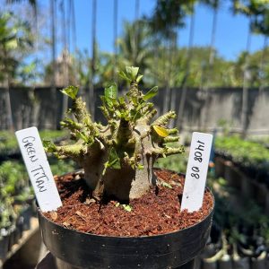 1408 08 Arabicum Green Titã