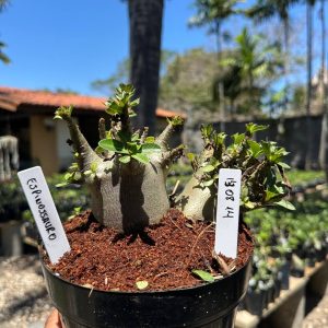 1408 14 Arabicum Espinossauro