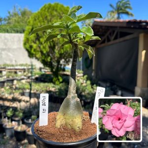 1408 21 Rosa do Deserto Pathumma