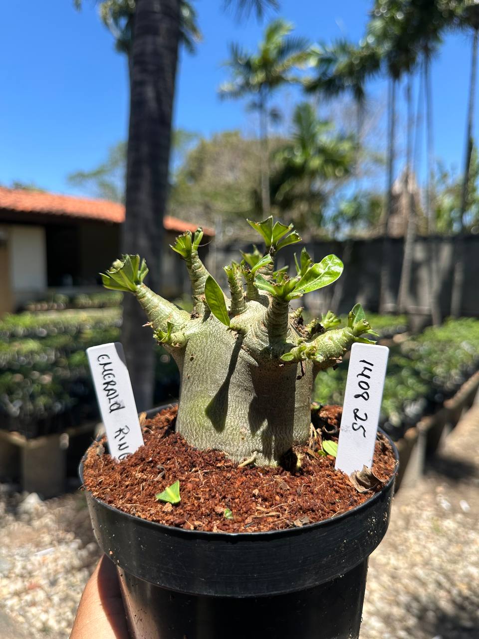 1408 25 Arabicum Emerald ring