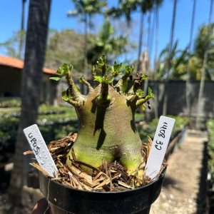 1408 32 Arabicum Íris