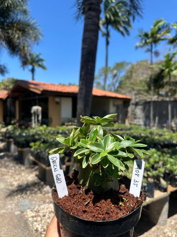 Arabicum Green Gold