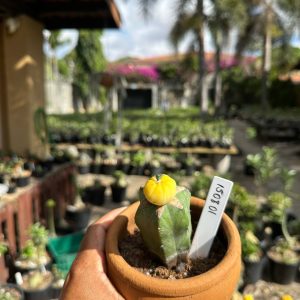 1508 01 Cacto Astrophytum Astérias Variegata