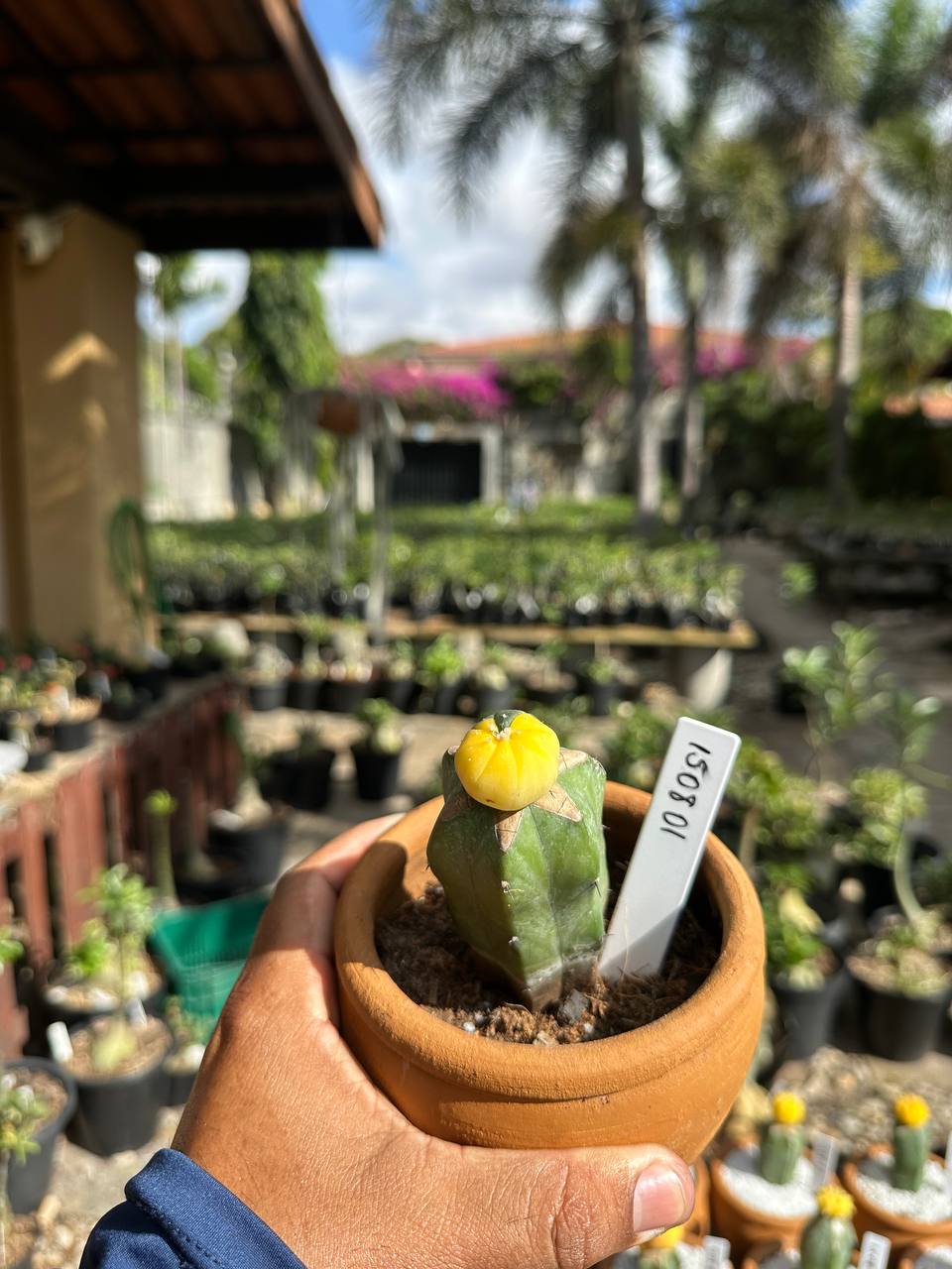 1508 01 Cacto Astrophytum Astérias Variegata