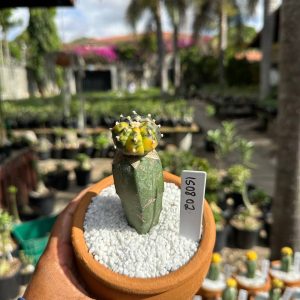 1508 02 Cacto Astrophytum Astérias Variegata