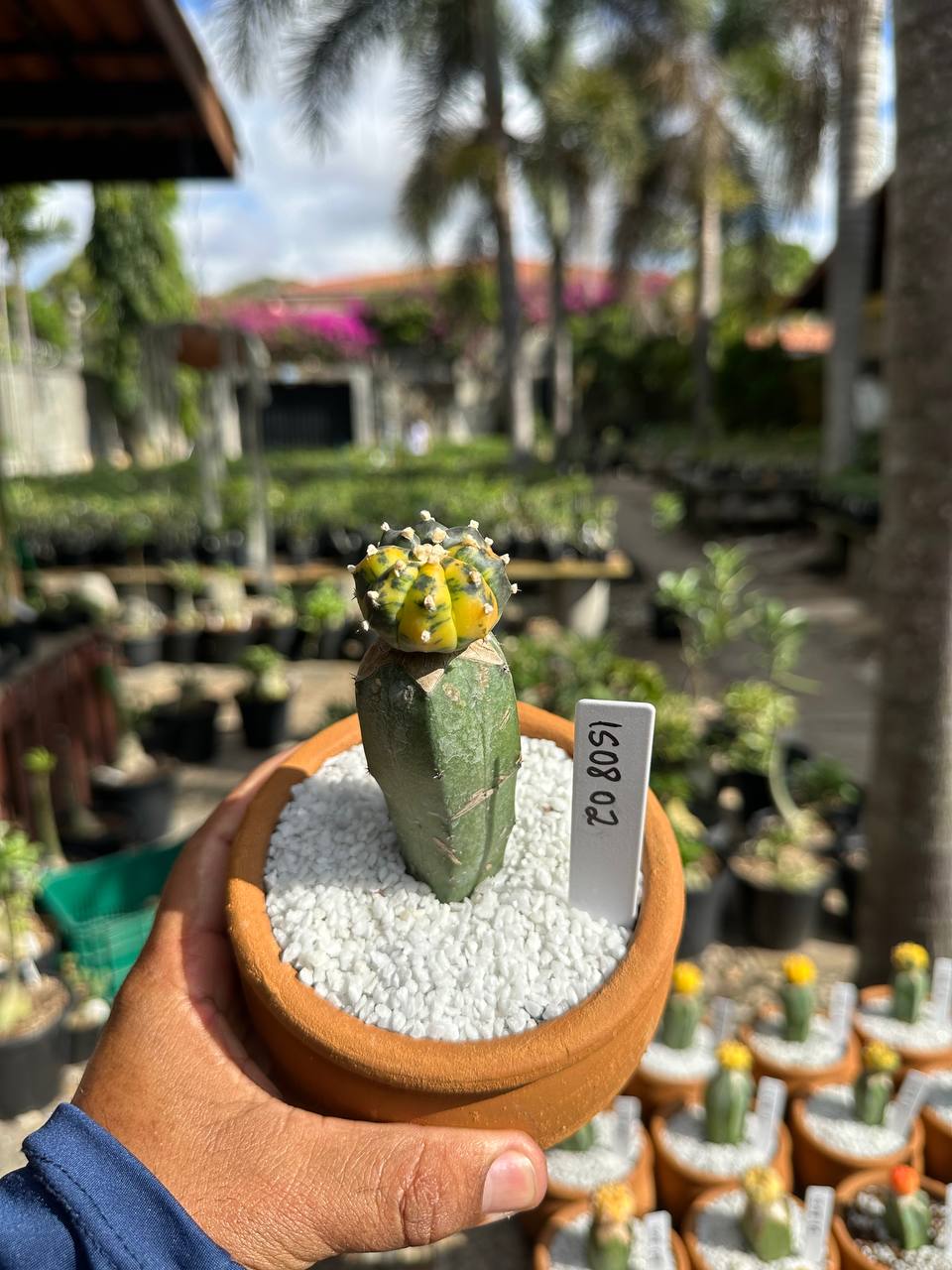 1508 02 Cacto Astrophytum Astérias Variegata